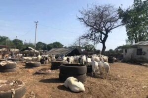Livestock traders blame soaring prices on dalasi decline