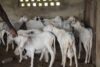 Opinion | The republic that can’t afford a ram, and the ram that costs a month’s salary