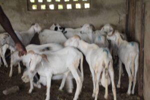 Opinion | The republic that can’t afford a ram, and the ram that costs a month’s salary