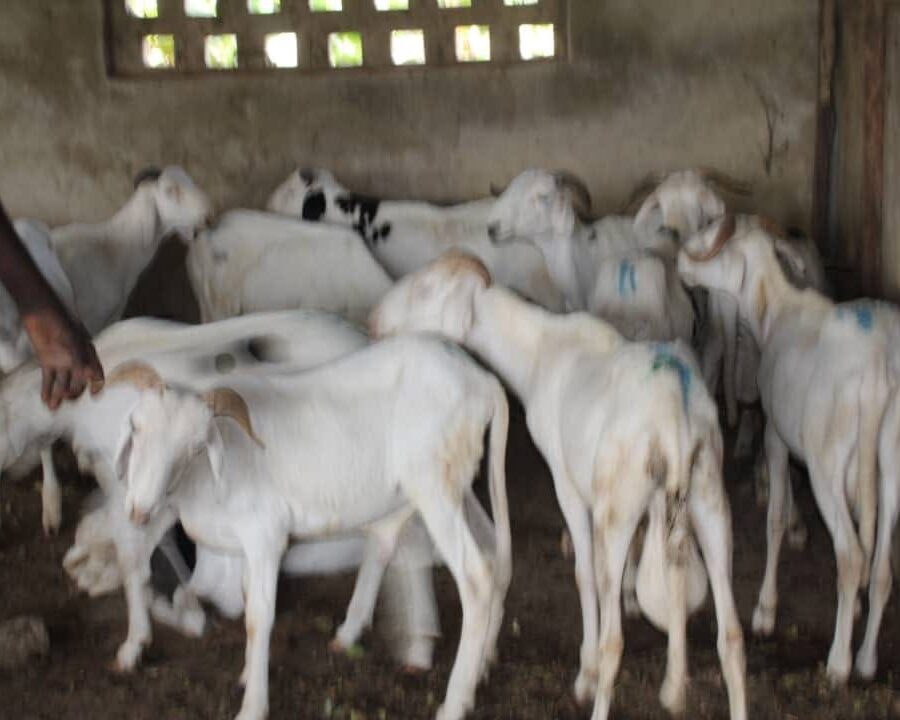 Opinion | The republic that can’t afford a ram, and the ram that costs a month’s salary