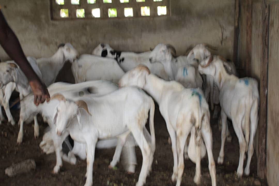 Opinion | The republic that can’t afford a ram, and the ram that costs a month’s salary
