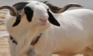 The Tobaski of hunger: A nation sacrificed before the ram